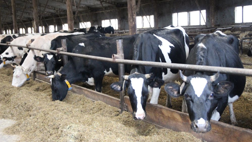 Россельхознадзор запрещает импорт молочной продукции из Армении с 27 июля