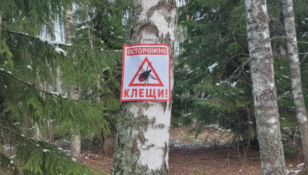 Клещи