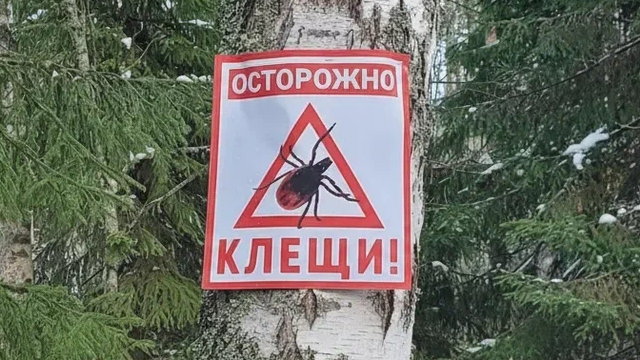 В Нижегородской области с начала сезона зафиксировали четыре случая клещевого энцефалита